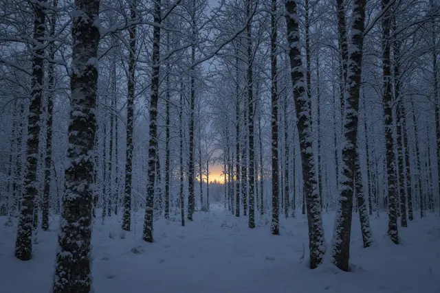 Snow-covered birch forest at dusk with a warm glow on the horizon