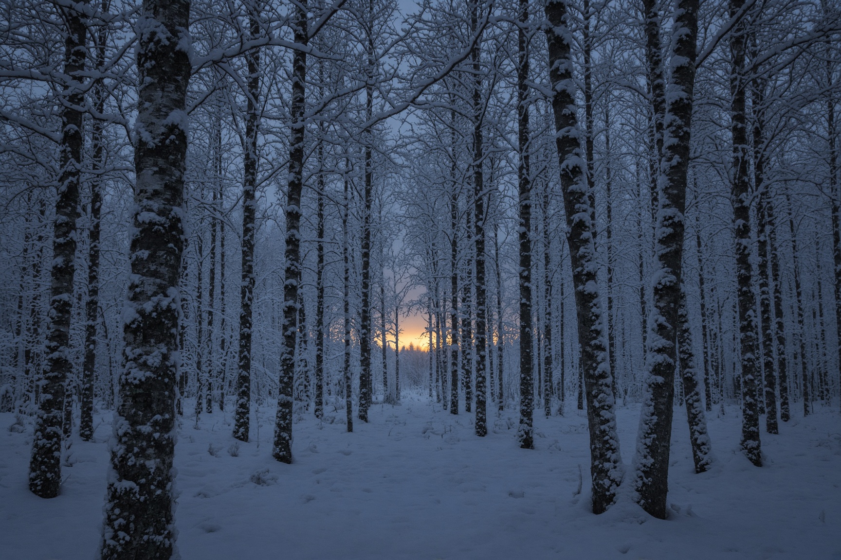 Snowy birch forest at dusk with a warm glow between the trees